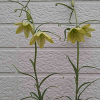 バイモ,フリチラリア,バイモユリ,アミガサユリ,心に笑顔の花をの画像