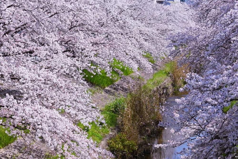 春だより...桜花爛漫 奈良の旅 🌸🌸｜🍀GreenSnap（グリーンスナップ）