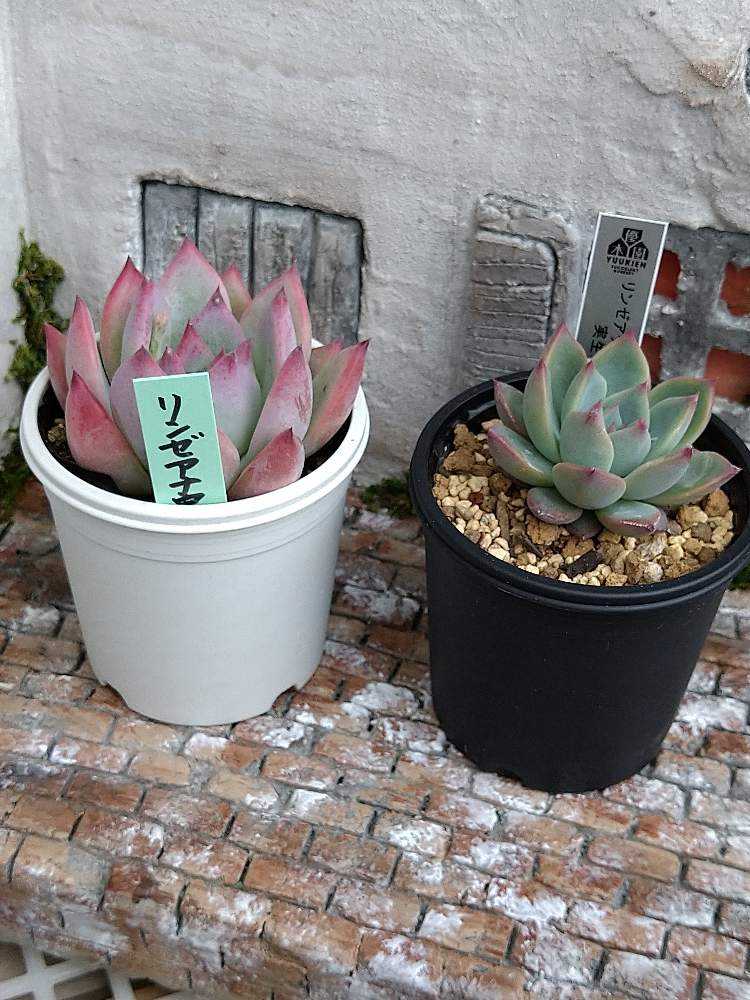 1680423834579_thum_374988_2023