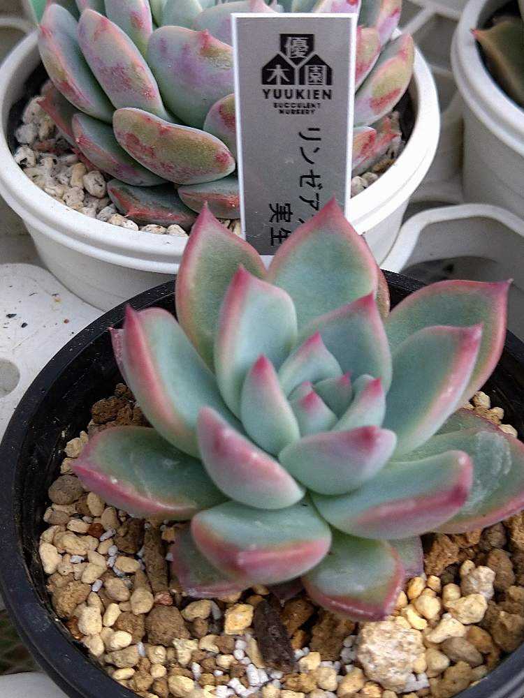 リンゼアナ（おらいさん&優木園さん）｜🍀GreenSnap（グリーンスナップ）