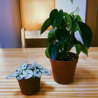 ペペロミア,ヒポエステス,ペペロミアジェイド,ヒポエステス ホワイト,観葉植物の画像