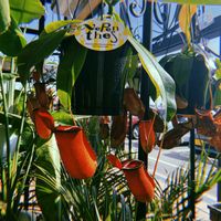 ネペンテス,食虫植物,福岡,ホームセンター,グリーンのある暮らしの画像