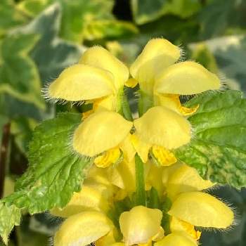 カトレア,胡蝶蘭,蘭、らん、ラン,世界らん展,世界らん展2025の画像