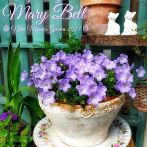 Campanula hybrids'Mary Bell'( ｶﾝﾊﾟﾆｭﾗ 'ﾒﾘｰﾍﾞﾙ' ),爽やか,花のある暮らし,植物のある暮らし,ビニールハウスの画像