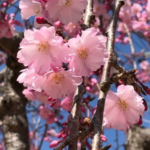 シダレザクラ(枝垂桜),可愛い,美しい,枝垂れ,ウォーキングの画像