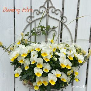 ガーデニング,可愛い,もりもり,ビタミンカラー,花のある暮らしの画像