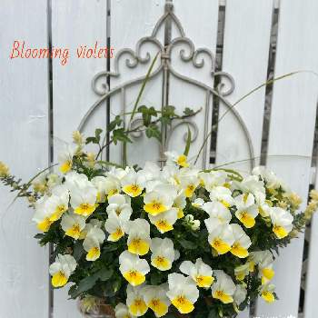 初心者,ガーデンフェンス,庭なし戸建,庭なしコンクリート,ぽんと置くだけフェンスの画像