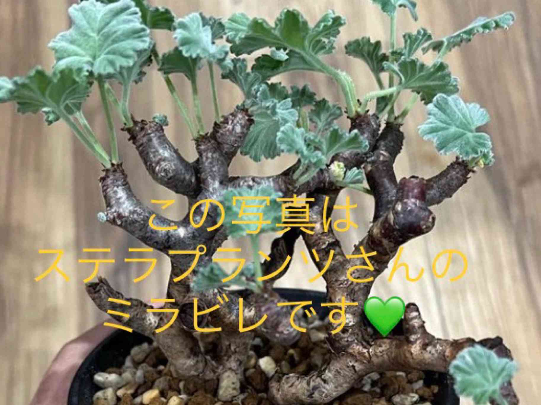 ペラルゴニウムミラビレの実生チャレンジ｜🍀GreenSnap（グリーンスナップ）