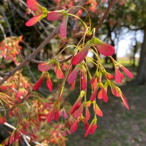 ハナノキ,ハナノキ,絶滅危惧種,公園の木,神社仏閣の花・木の画像