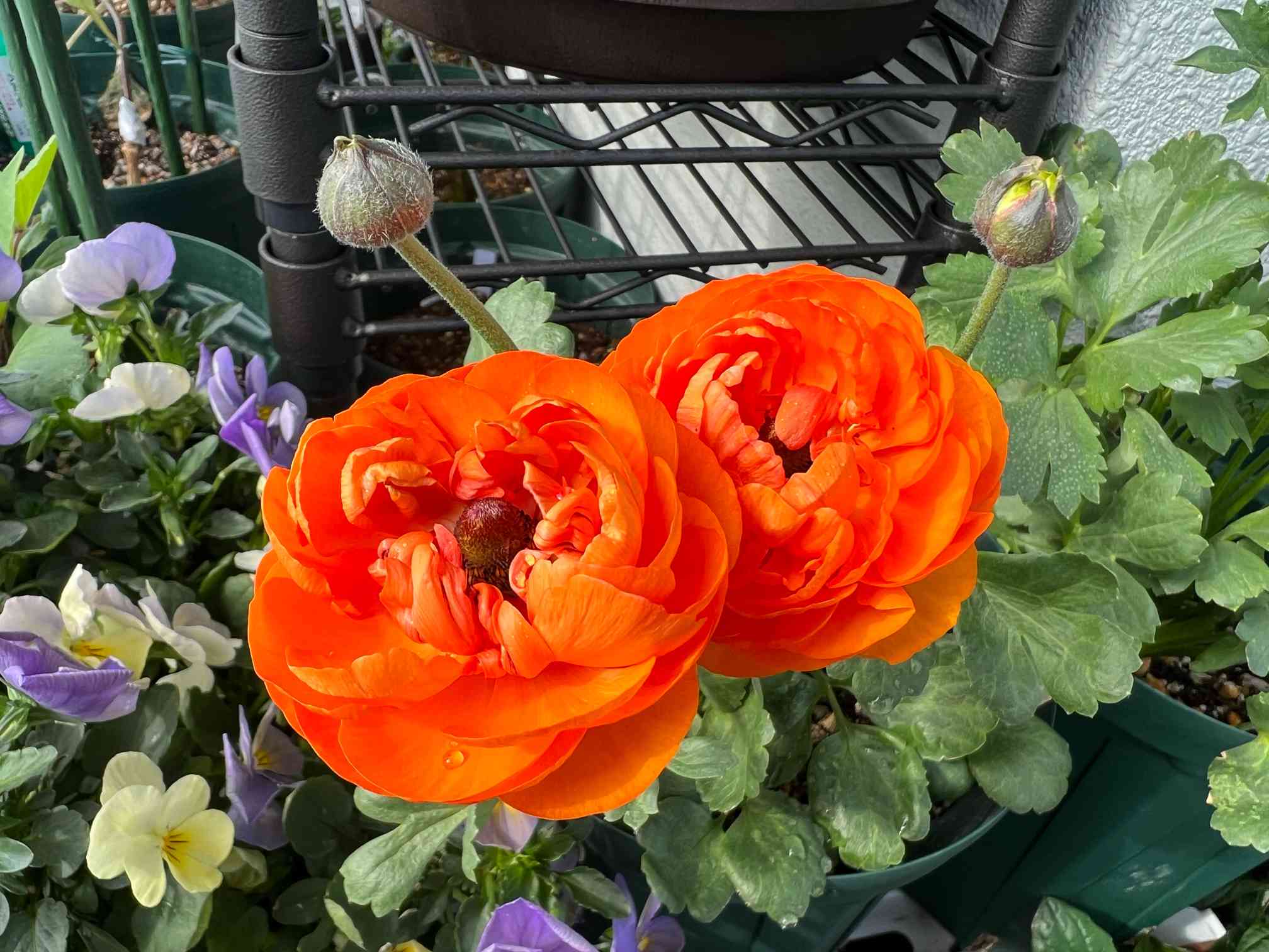 【参考例】ラナンキュラス　極小〜中サイズ球根の芽出しの様子 Tips for sprouting Ranunculus Lux so you won't regret it by