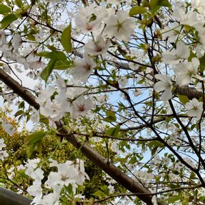 サクラ,白い花,植栽,バラ科,木の花の画像