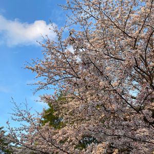 サクラ,ピンクの花,植栽,バラ科,木の花の画像