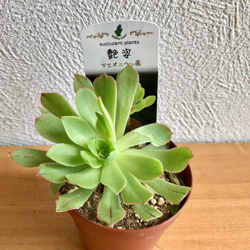 アエオニウム 艶姿の成長記録と夏の管理と冬越しについて｜🍀GreenSnap