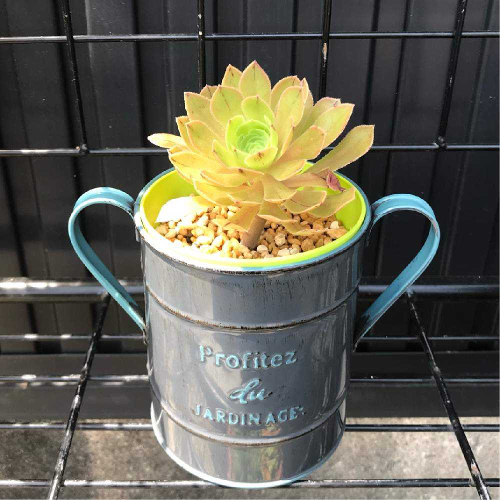 アエオニウム 艶姿の成長記録と夏の管理と冬越しについて｜🍀GreenSnap