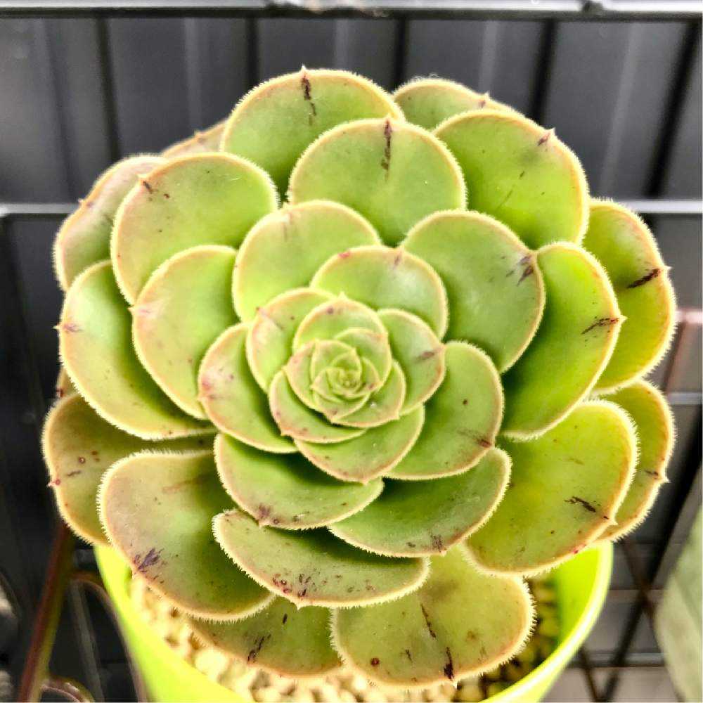 アエオニウム 艶姿の成長記録と夏の管理と冬越しについて｜🍀GreenSnap