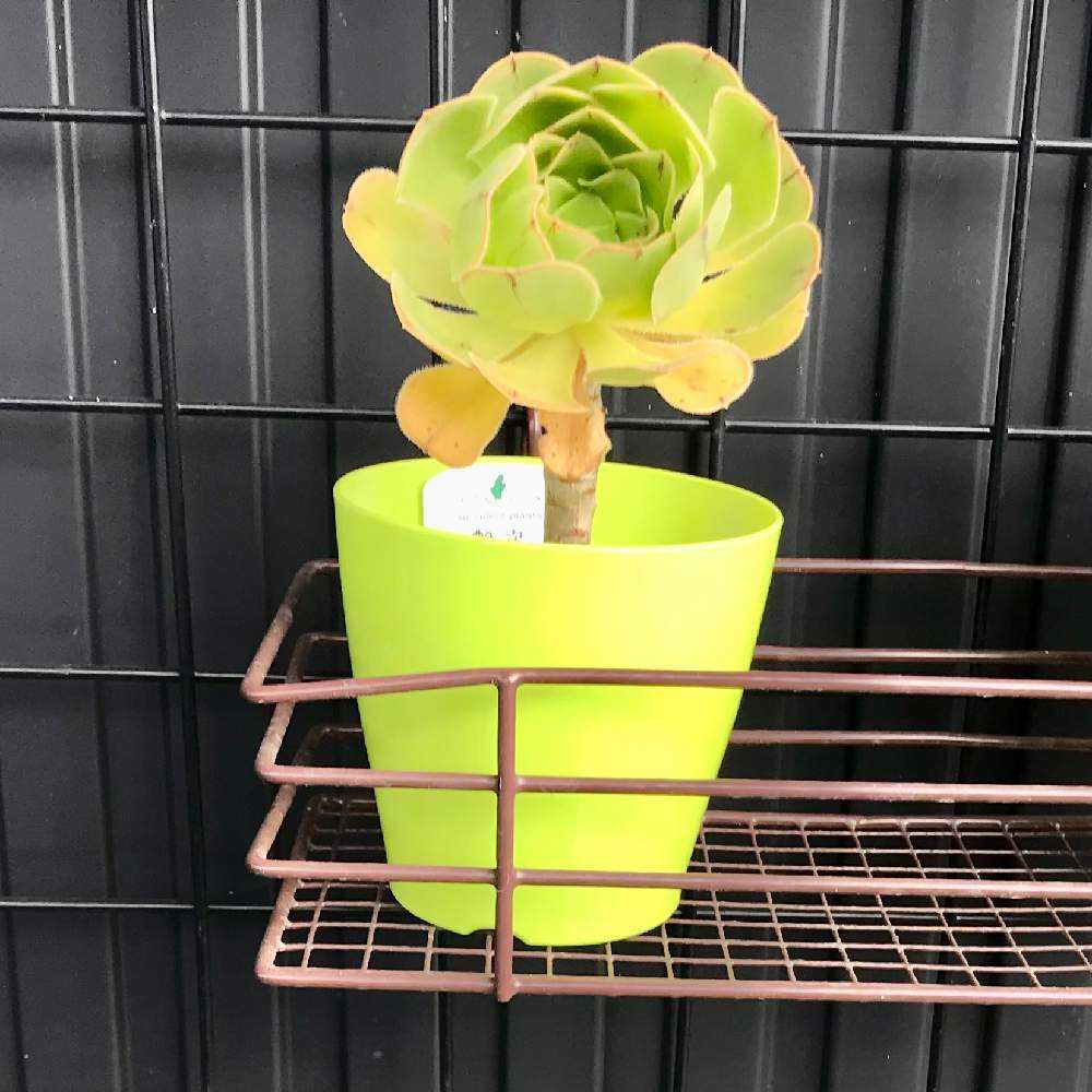 アエオニウム 艶姿の成長記録と夏の管理と冬越しについて｜🍀GreenSnap