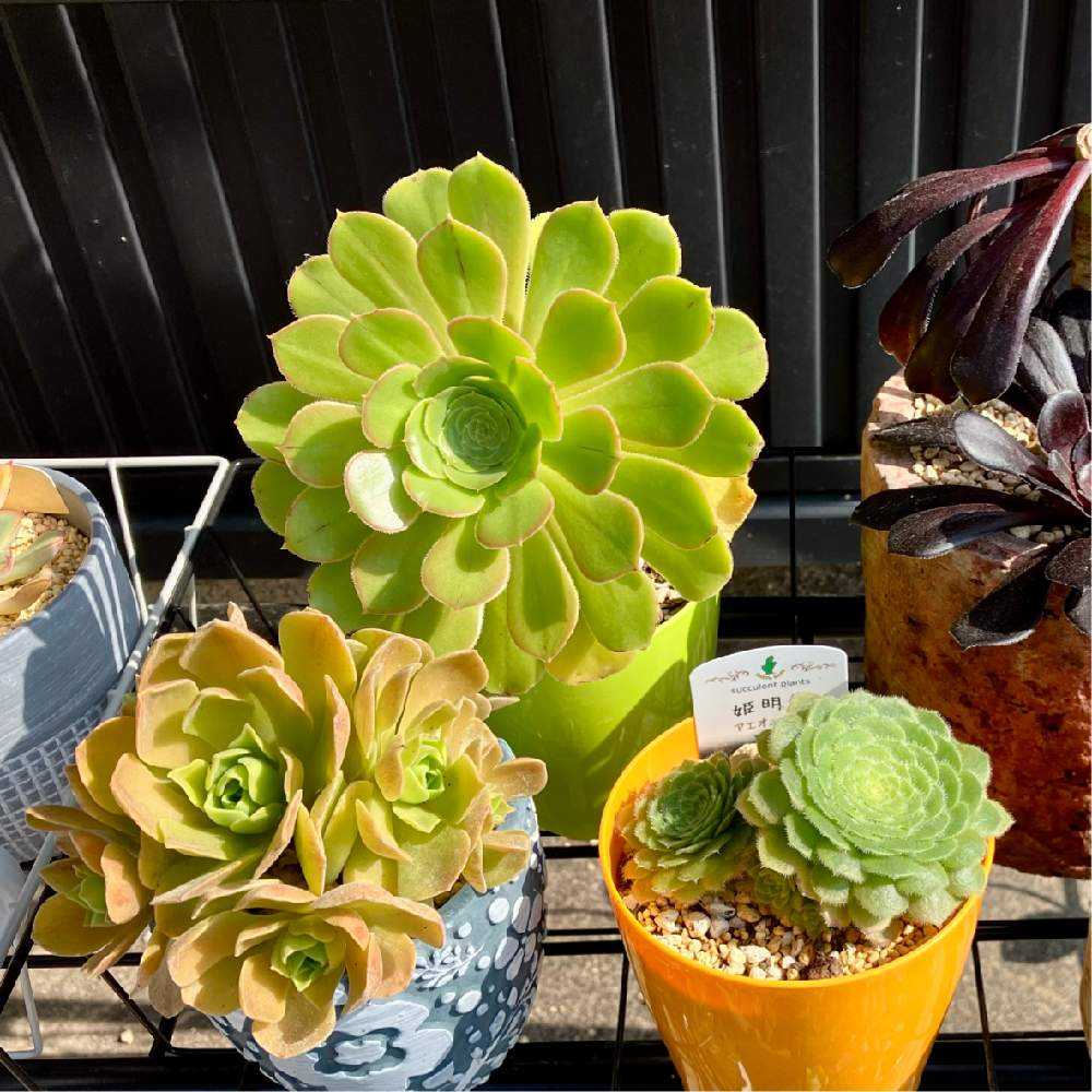 多肉植物プリズムカット苗2個セット