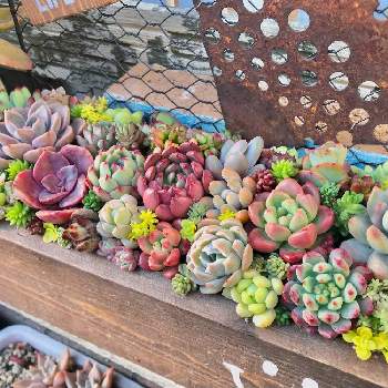 多肉植物,多肉の寄せ植え,木箱,癒し,愛媛県の画像