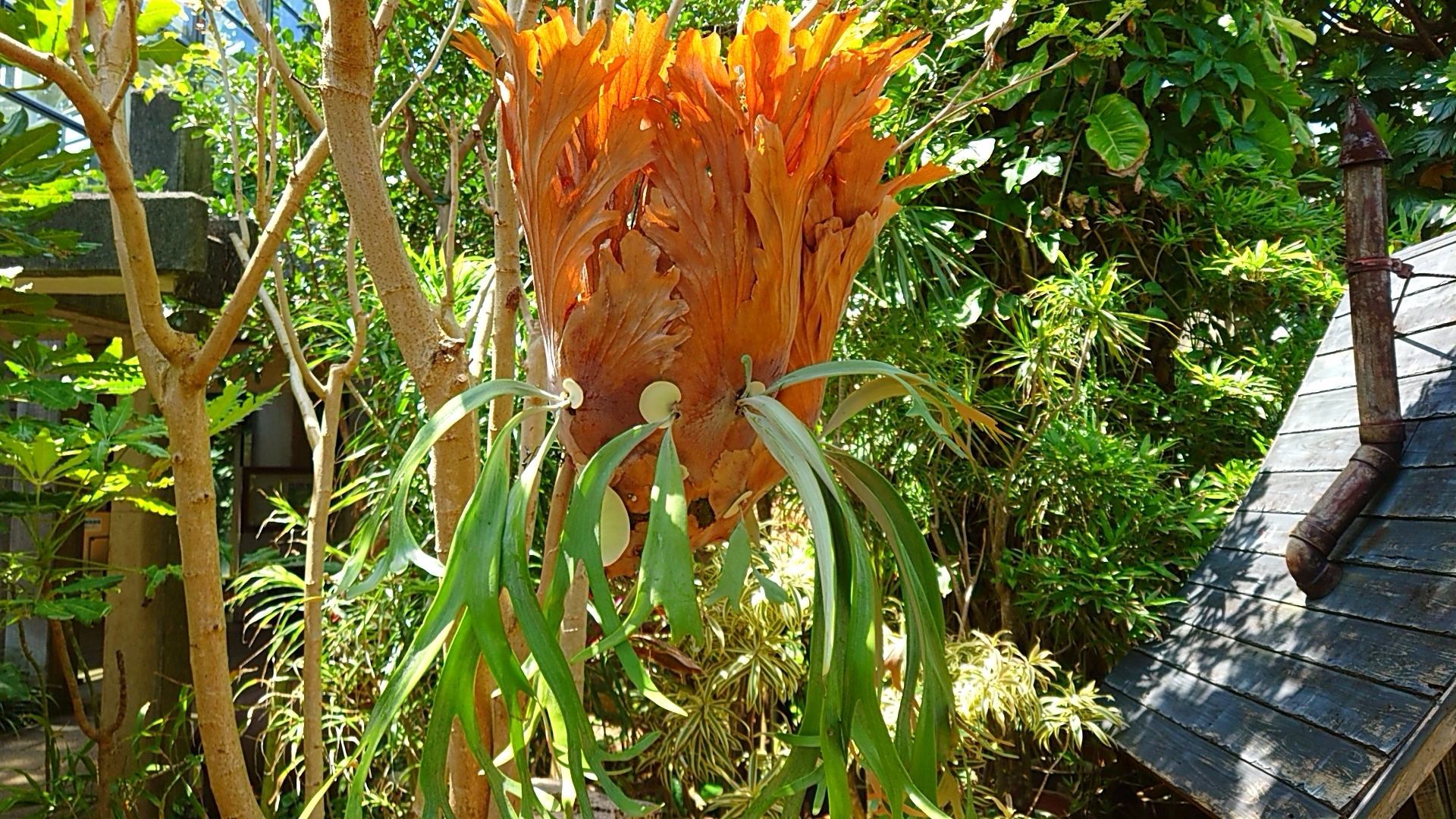 みりり様 P.willinckii ウィリンキー ビカクシダ コウモリラン - 植物