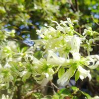 トキワマンサク,7年目,トキワマンサクの花,こまりねこ マンサク,小さな庭の画像