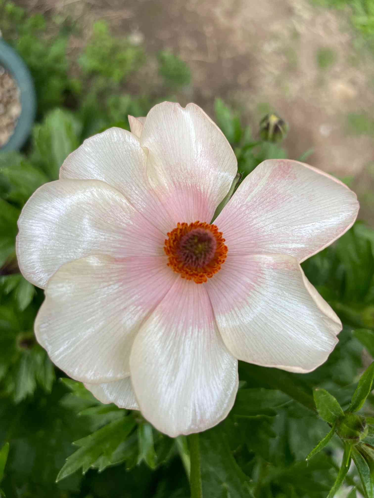 ラナンキュラスラックス・メリッサの一覧｜🍀GreenSnap（グリーン