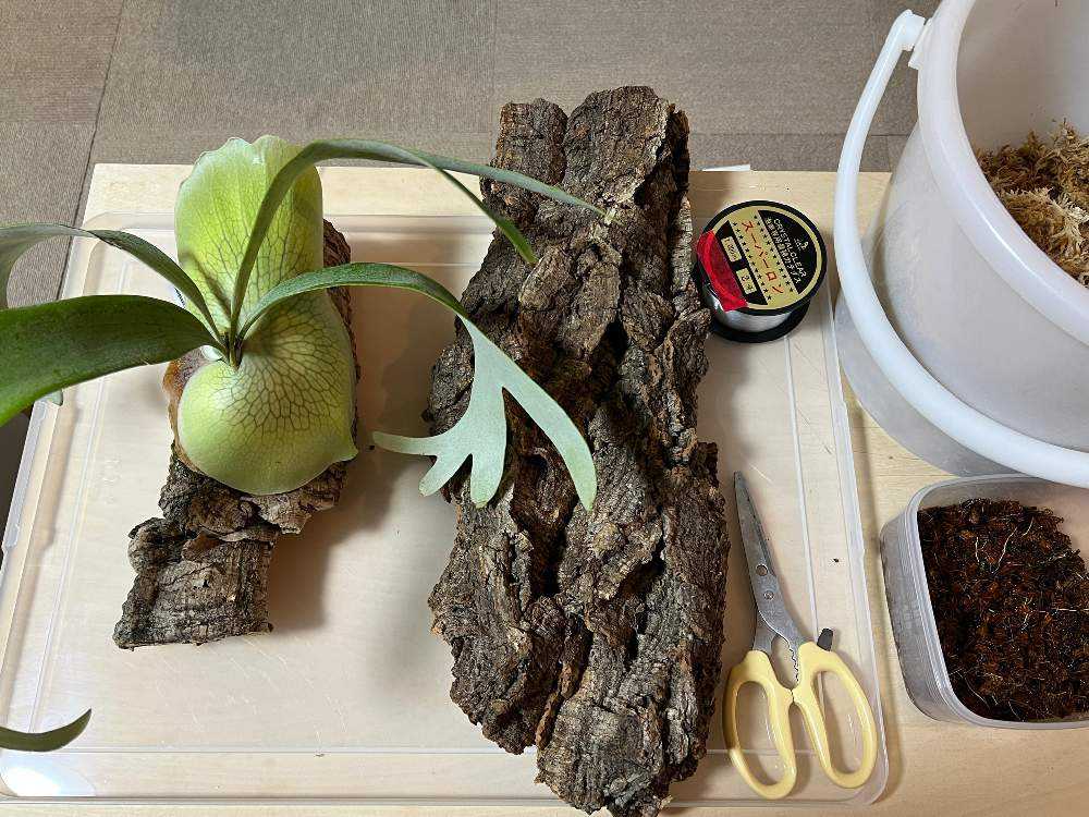 2023.4.3 コルク替え・苔増し｜🍀GreenSnap（グリーンスナップ）