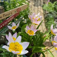 原種チューリップ,ガーデニング,可愛い,秋植え球根,ピンクの花の画像