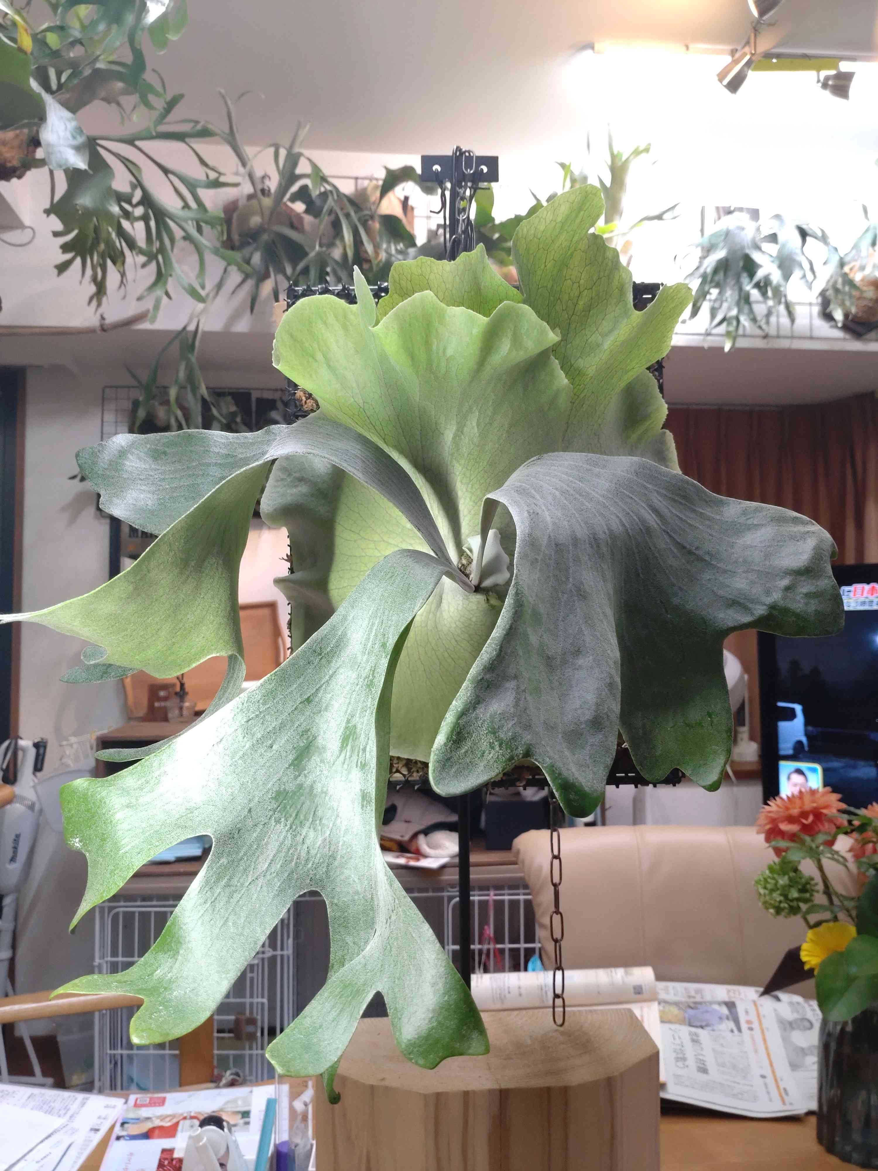 ビカクシダ　シルバーベルベット　親株 ビカクシダ シルバー ベルベットの一覧｜🍀GreenSnap（グリーンスナップ）