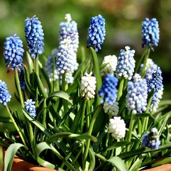 姫オダマキの画像