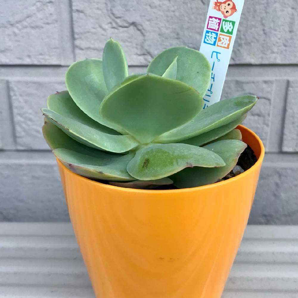 多肉植物　エケベリア ピーチプリデ　古株 そのまま発送 エケベリア ピーチプリデの成長記録｜🍀GreenSnap（グリーンスナップ）