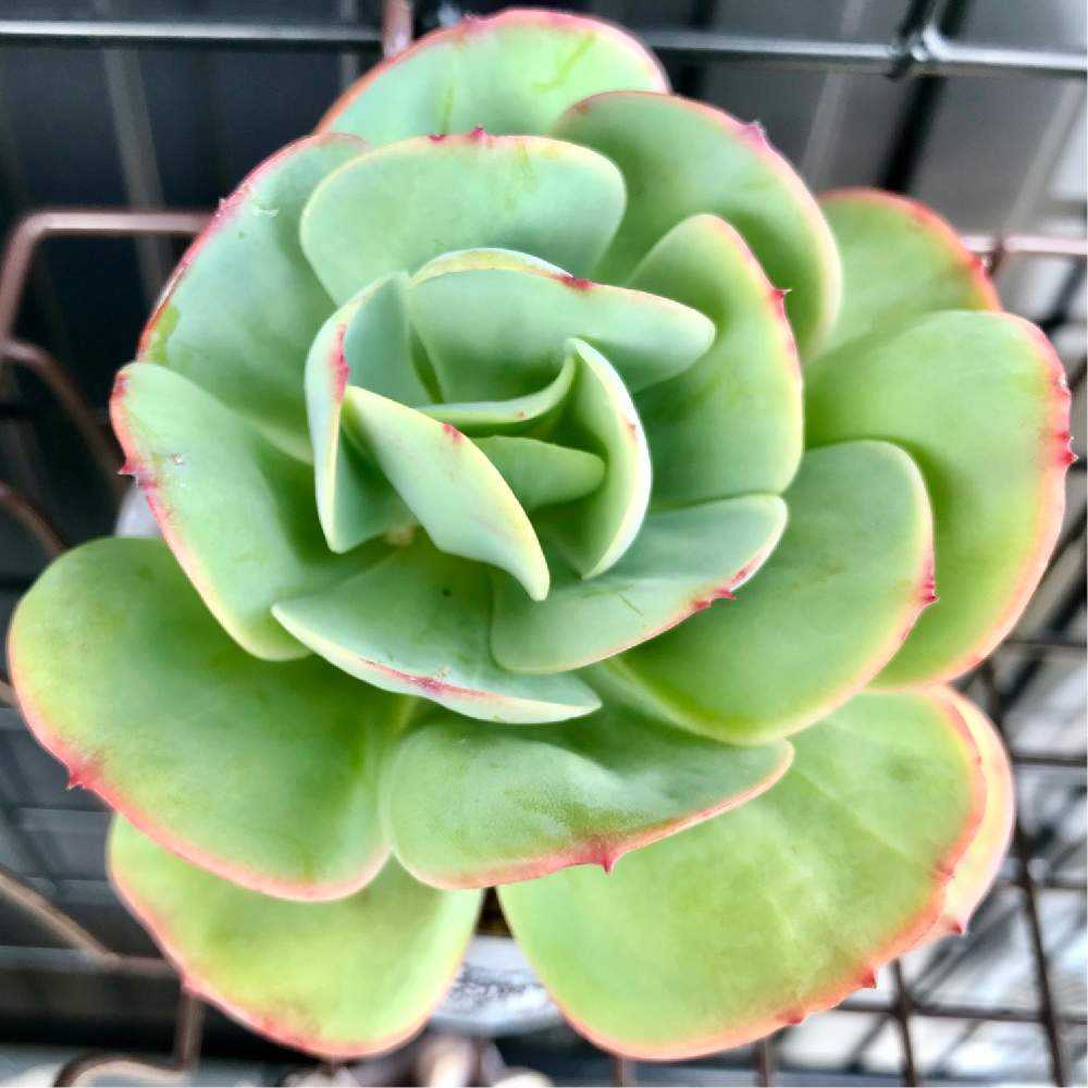 エケベリア ピーチプリデの成長記録｜🍀GreenSnap（グリーンスナップ）