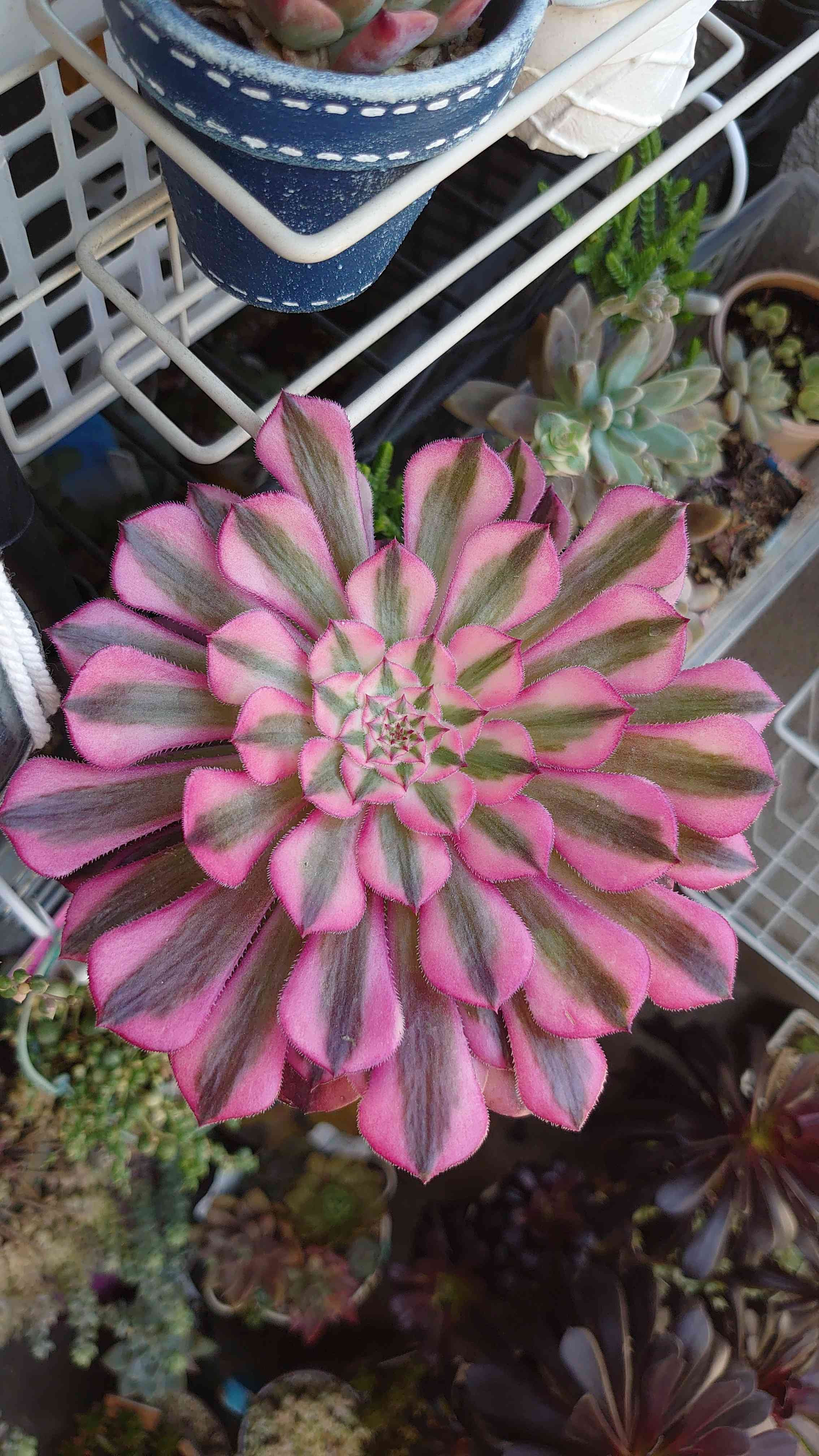 メデューサ錦の一覧｜🍀GreenSnap（グリーンスナップ）