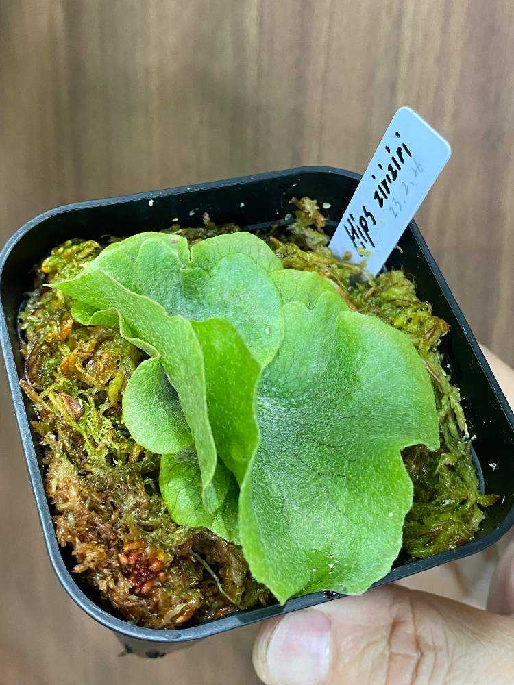 P.Hips white ビカクシダ コウモリラン ｜観葉植物