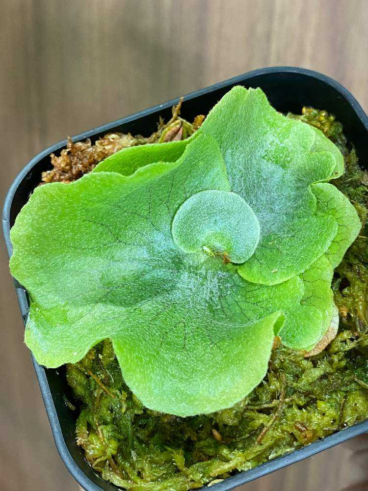 P. Hips 'ziriziri' 成長記録 2024.7.8｜🍀GreenSnap（グリーン