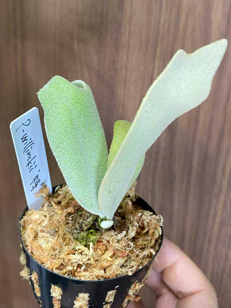 P. willinckii タグロスト品　中株 P. willinckii Pedro Tatsuta (OC) 【artPLANTs】ビカクシダ