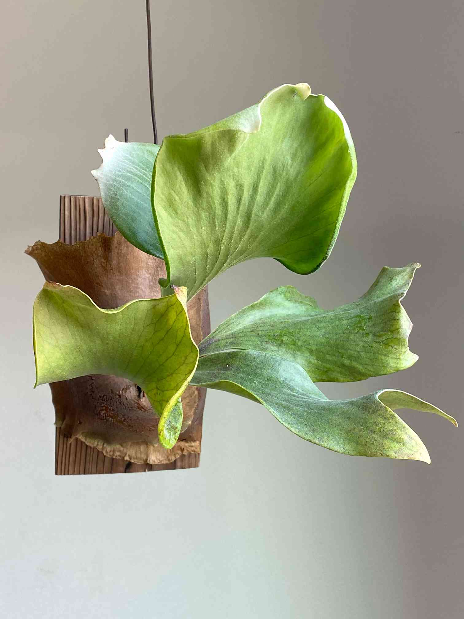 ビカクシダ サタヒップ　satta hip 株分け子株　OC由来 ビカクシダ サタヒップ satta hip 株分け子株 OC由来 ビカクシダ