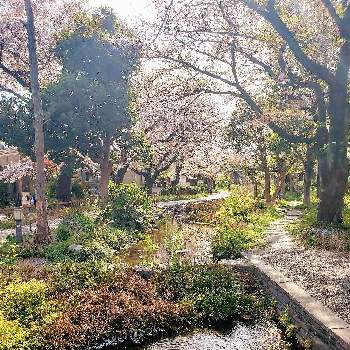 観葉植物,ヤシ,熱帯植物,植物のある暮らし,みどりのある暮らしの画像
