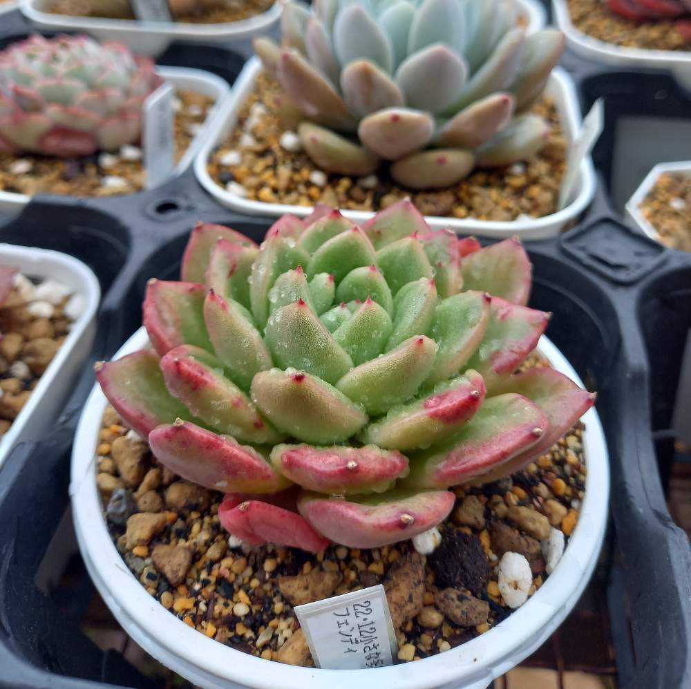 843🌹フェンディ｜🍀GreenSnap（グリーンスナップ）