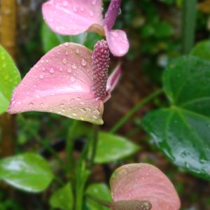 アンスリウム,アンスリウム・シラノ,観葉植物,鉢植え,熱帯植物の画像