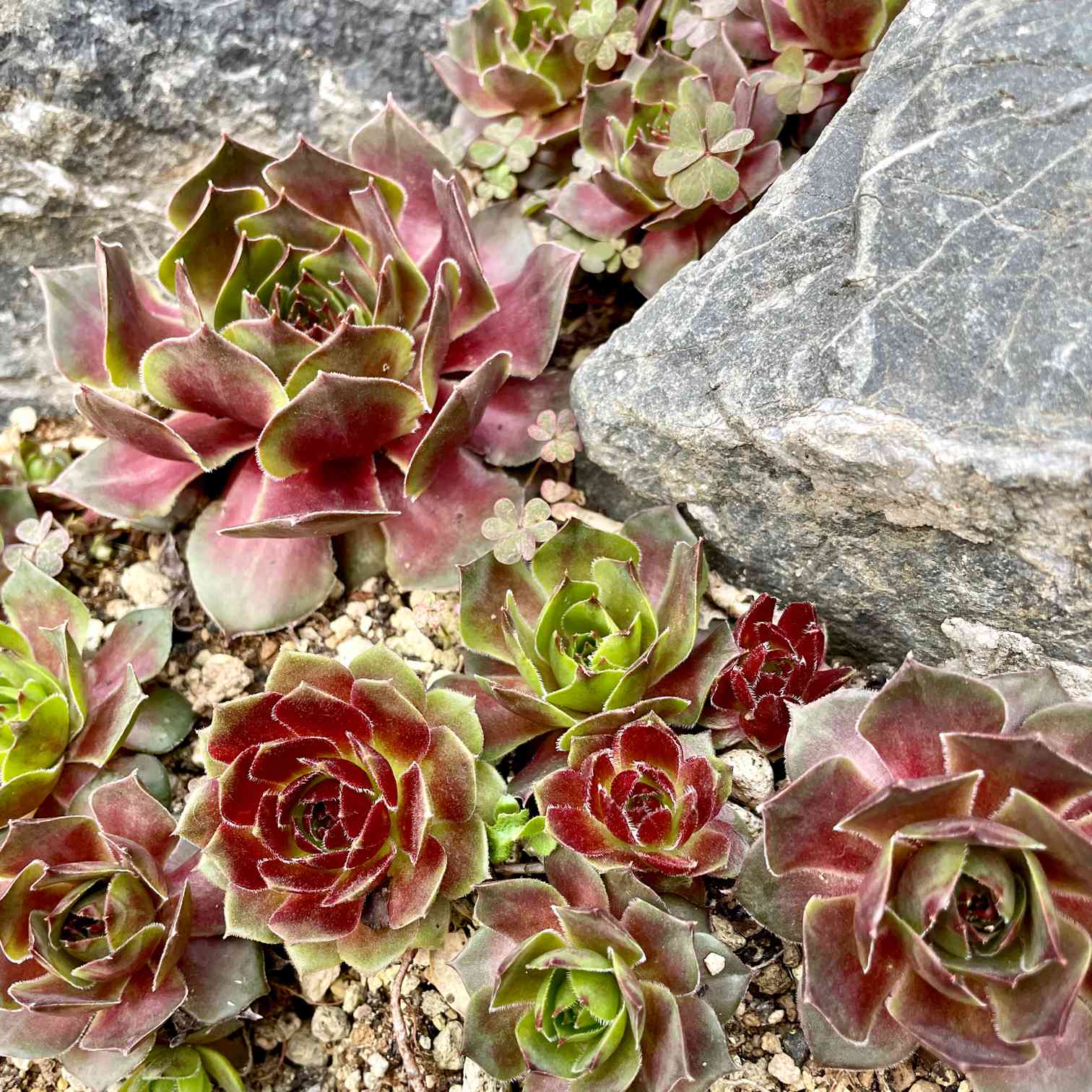 センペルビウム ミズリーローズの一覧｜🍀GreenSnap（グリーンスナップ）