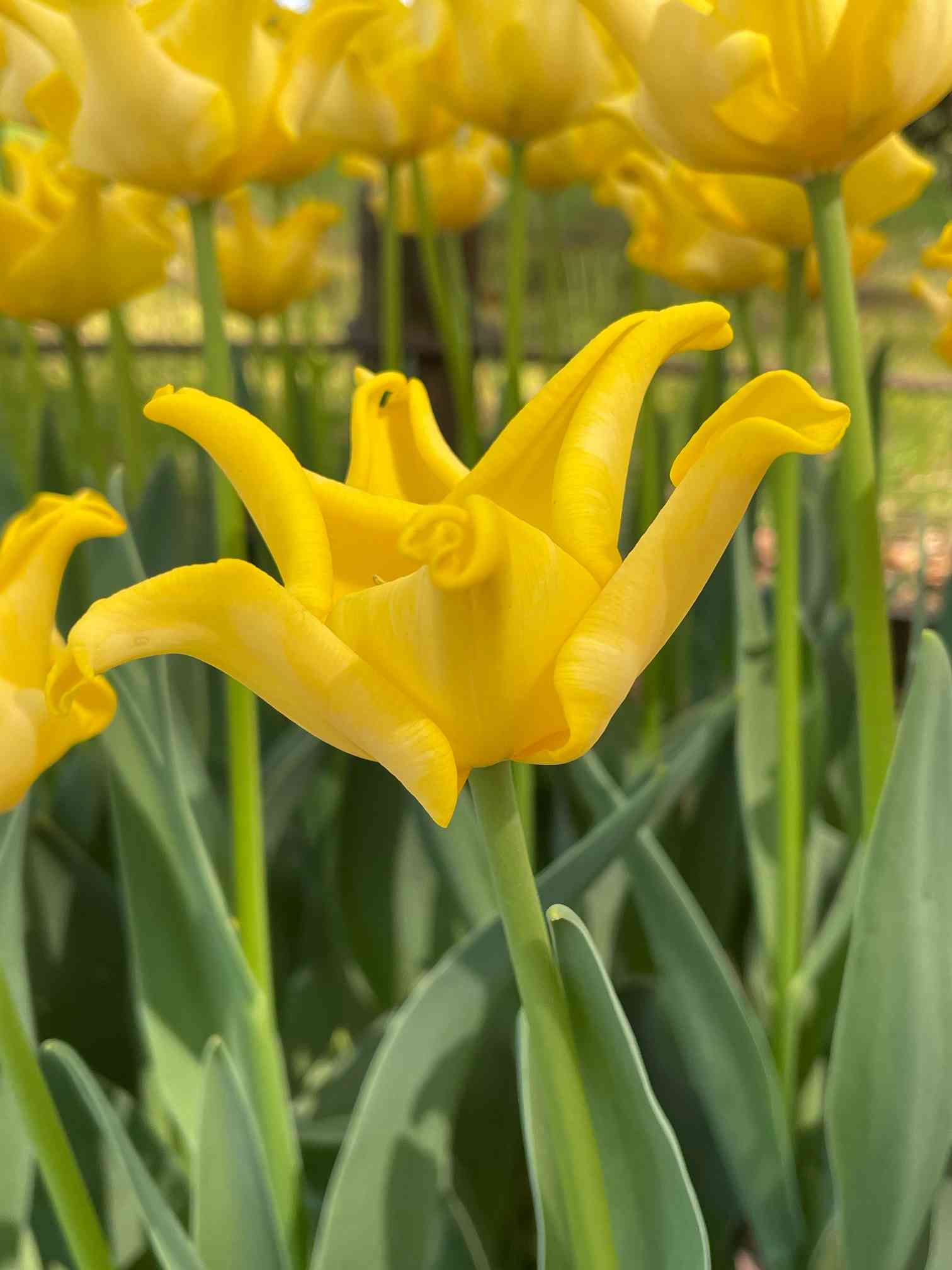 相模原公園のチューリップ*.🌷.*遅咲きの品種｜🍀GreenSnap（グリーン