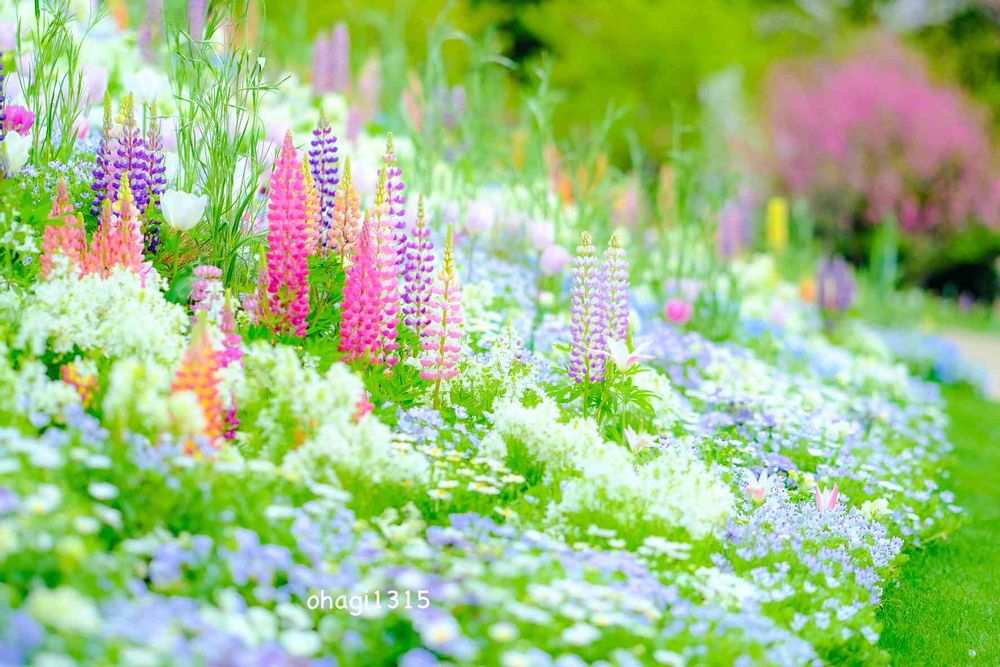 おはぎさんの里山ガーデン（大花壇）への投稿