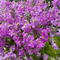 サクラソウ,プリムラ マラコイデス,プリムラ マラコイデス,今日のお花の画像