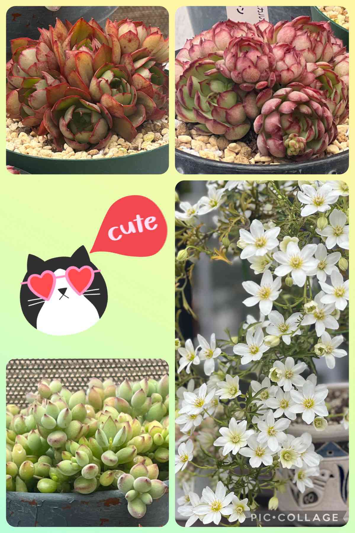 ヤンジン♡の一覧｜🍀GreenSnap（グリーンスナップ）