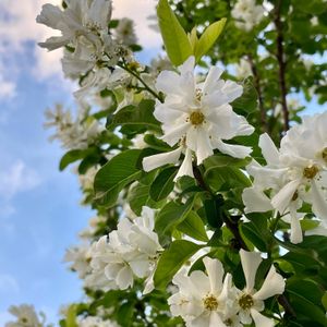 リキュウバイ,白い花,落葉低木,茶花,植栽の画像