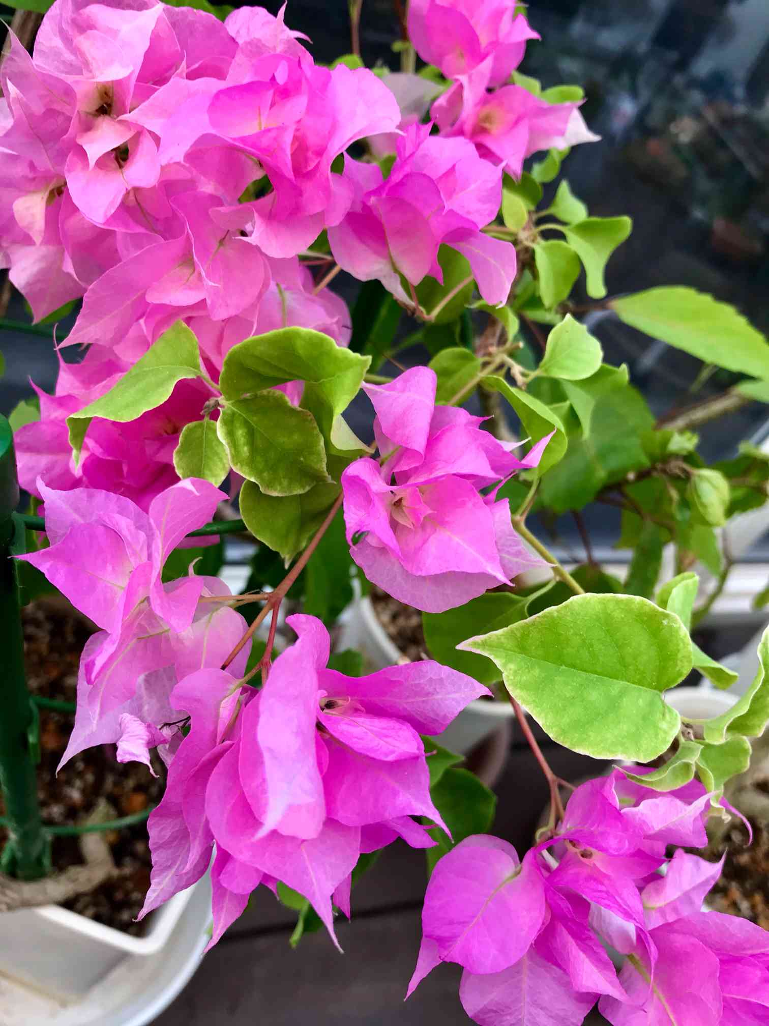 ブーゲンビレア 苗 花木 ブーゲンビリア 観葉植物 グリーン 園芸-