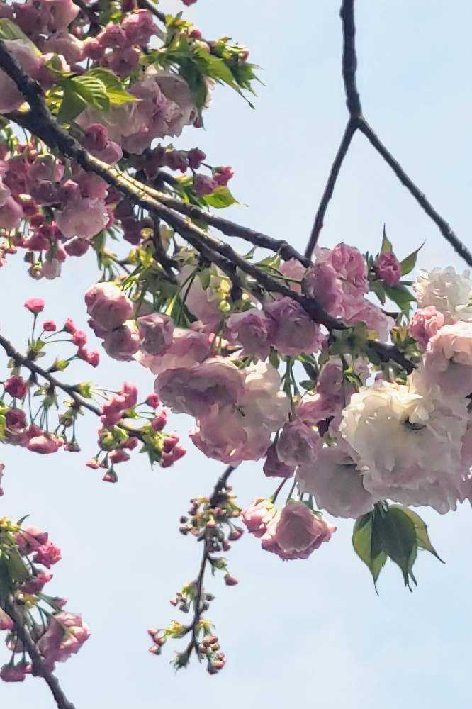 楽天市場】八重桜 【紅華】 1年生接木苗 : 苗木部 by 花ひろば