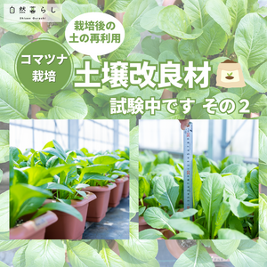 小松菜,ガーデニング,植物のある暮らし,肥料,プランター栽培の画像