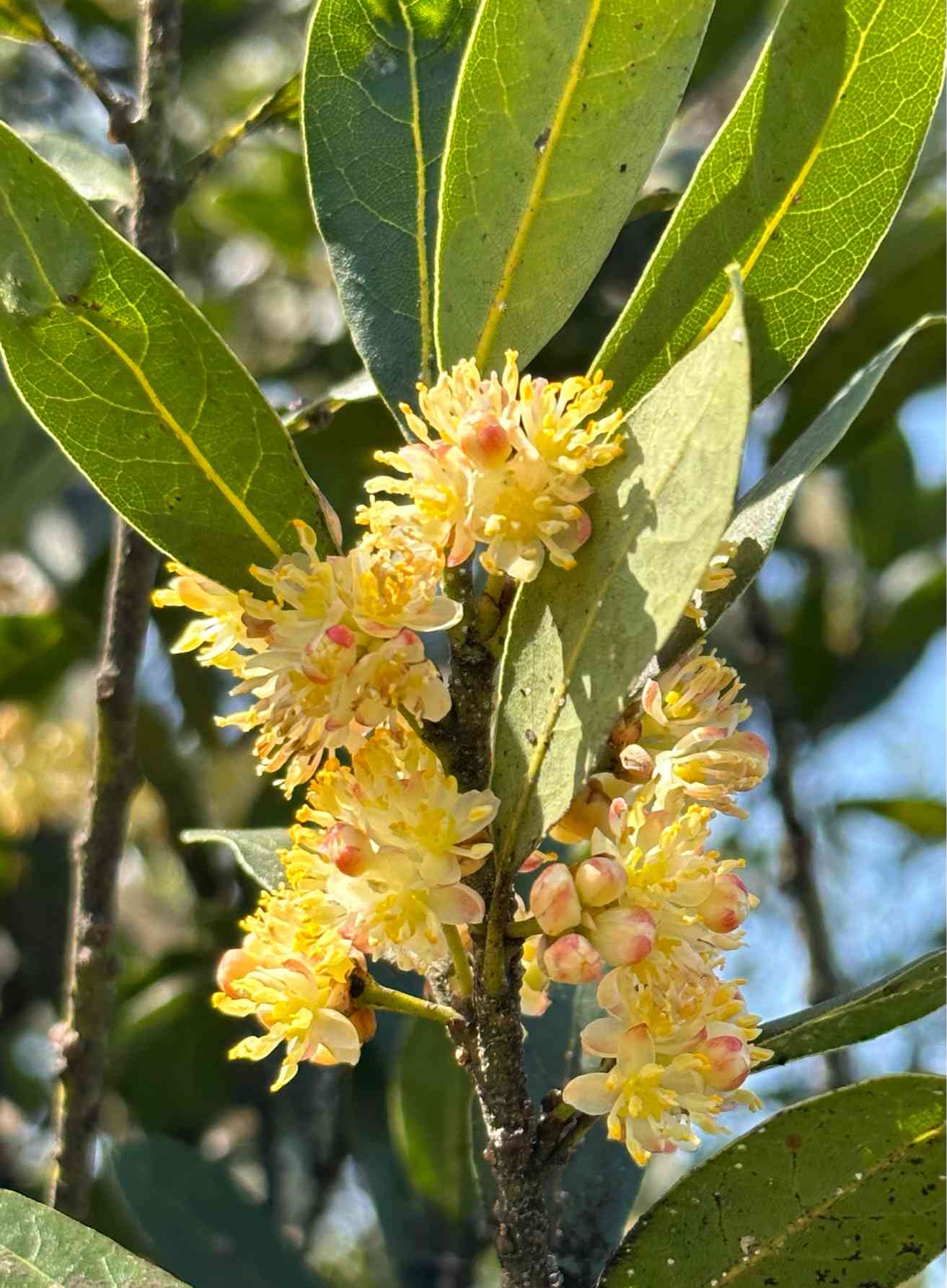 楽天市場】【送料無料】月桂樹 ( ゲッケイジュ ) ローリエ 花木苗 6号