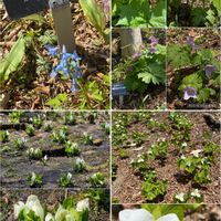 シラネアオイ,ミズバショウ,オオバナノエンレイソウ,六甲高山植物園,お出かけ先の画像